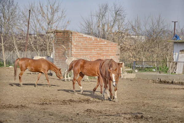 Групи Коричневих Коней Фермі Вони Ходять Бруду Грунту Сонячний День — стокове фото