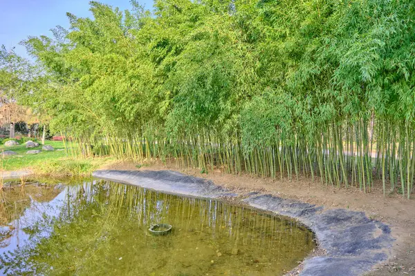 小さな池や竹の木とその緑と集中的な葉の束 青い空を背景に池の水の上の竹の反射 — ストック写真