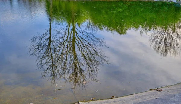 Reflejo Del Árbol Pequeño Lago Estanque Durante Día Soleado Bursa —  Fotos de Stock