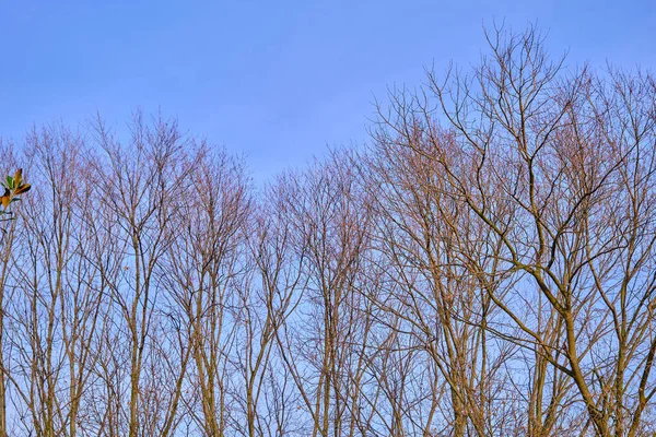 Höstens Tema Torkade Bruna Träd Som Sträcker Sig Till Blå — Stockfoto