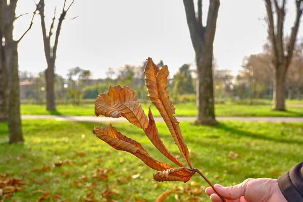 Huge Dried Yellow Leaf Holding Hand Green Park Background Theme — Stock Photo, Image