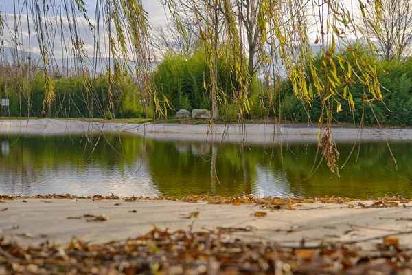 Albero Tropicale Foglie Secche Gialle Fronte Laghetto Stagno Riflesso Dello — Foto Stock