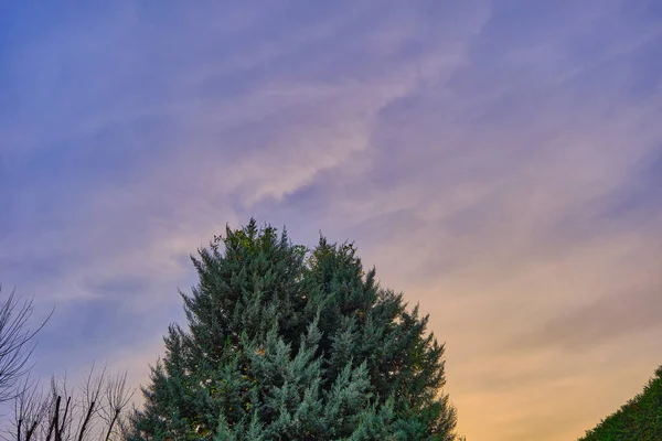 Prächtige Kiefer Mit Buntem Himmelshintergrund Bei Sonnenuntergang — Stockfoto