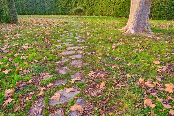 Pequeños Caminos Hechos Adoquines Alrededor Hierba Verde Magníficos Árboles Tema — Foto de Stock