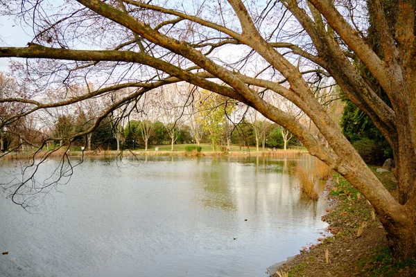 池塘边的秋葵 小湖和干枯的树延伸到湖面 — 图库照片