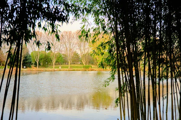 Piante Bambù Piccolo Lago Stagno Dietro Queste Piante — Foto Stock