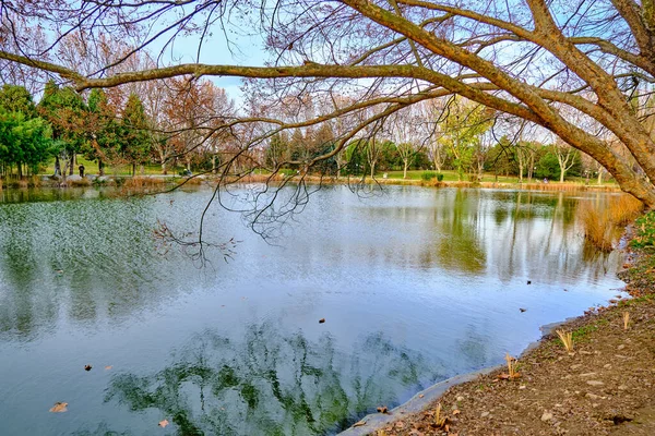 池の近くの秋のテーマ 小さな湖と乾燥した木々が湖に広がる — ストック写真