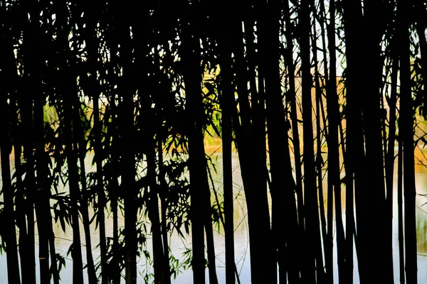 대나무 식물과 뒤에는 호수와 연못이 — 스톡 사진
