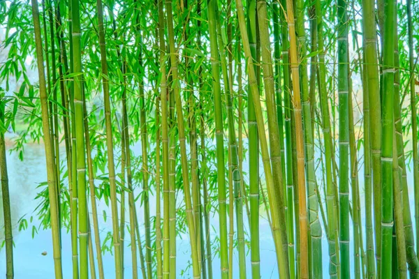 Bamboo plants and there is small lake and pond behind these plants.