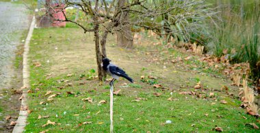 Karga karatavuğu gölün yanındaki beyaz boruda.