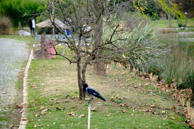 Karga karatavuğu gölün yanındaki beyaz boruda.