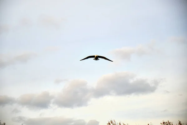 Gaivota Solitária Voando Livremente Céu Brilhante — Fotografia de Stock