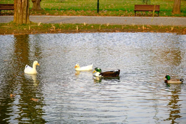 Bunte Enten Schwimmen Auf Dem Kleinen Teich Und See Mit — Stockfoto
