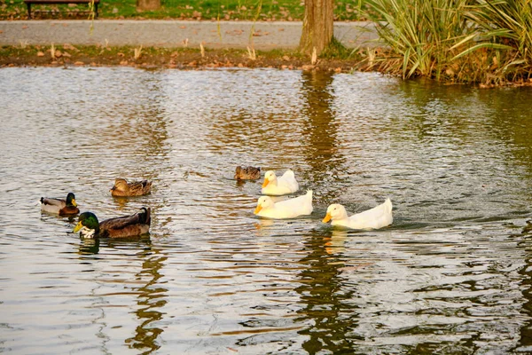 Patos Coloridos Nadando Pequena Lagoa Lago Com Sua Reflexão Sobre — Fotografia de Stock