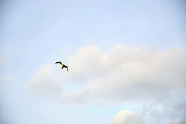 Solo Gaviota Volando Libremente Cielo Brillante — Foto de Stock