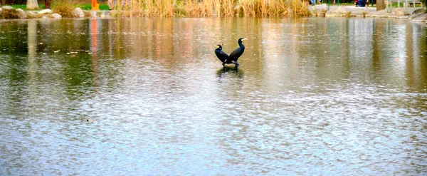 Patos Coloridos Nadando Pequena Lagoa Lago Com Sua Reflexão Sobre — Fotografia de Stock