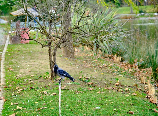 crow blackbird on the white pipe near the pond.