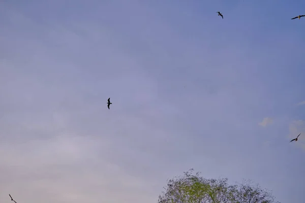 木のシルエット 日没時の明るい空 空を飛ぶ鳥 — ストック写真