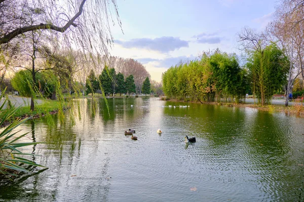 Tema Autunno Alberi Secchi Appassiti Loro Riflesso Piccolo Lago Stagno — Foto Stock