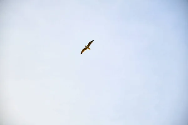 Yalnız Yalnız Martı Ördek Gökyüzünde Uçuyor — Stok fotoğraf