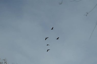 Gün batımında açık havada ve beyaz bulutlu arka planda özgürce uçan kuş grupları.