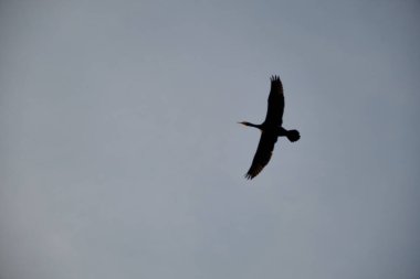 Yalnız ve yalnız kuşlar gökyüzünde uçuyor.