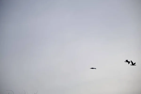 Grupos Pássaros Voando Livremente Céu Aberto Com Nuvens Brancas Fundo — Fotografia de Stock