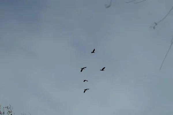 Grupos Aves Que Vuelan Libremente Cielo Abierto Con Nubes Blancas — Foto de Stock