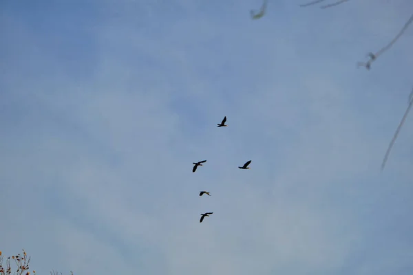 Grupos Aves Agachan Con Gaviotas Volando Libremente Cielo Abierto Con — Foto de Stock