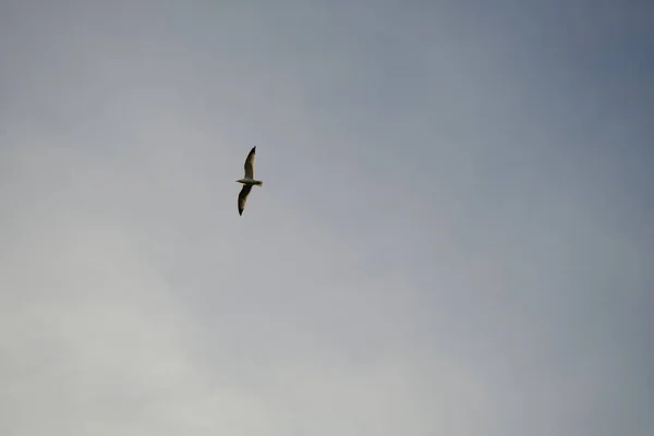Único Pássaro Livre Voando Céu Brilhante Ensolarado — Fotografia de Stock