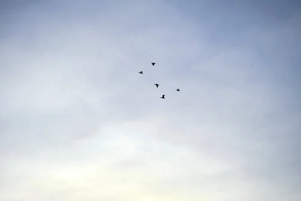 Groups Birds Migrates Sunset Sky — Stock Photo, Image
