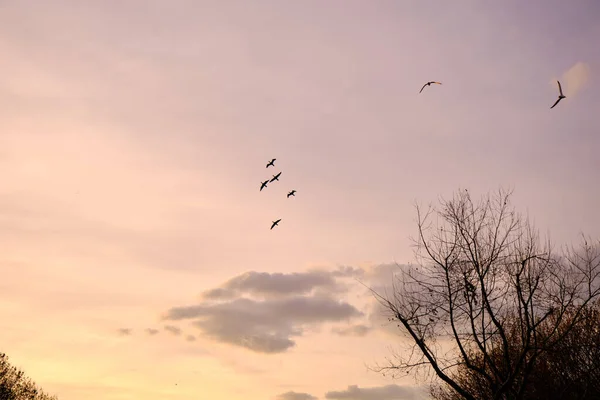 Grupy Ptaków Lecących Niebie Podczas Tła Drzewa Zachodu Słońca — Zdjęcie stockowe