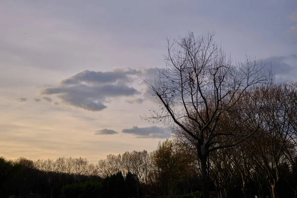 Δέντρα Στις Σκιές Και Τον Ουρανό Πολλά Χρώματα Κατά Διάρκεια — Φωτογραφία Αρχείου