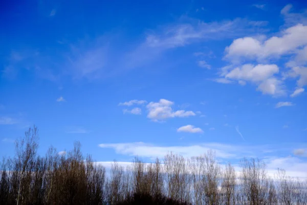 青空と白い雲の背景を持つ葉のない巨大で乾燥した木 — ストック写真