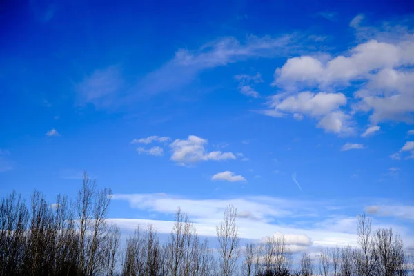 青空と白い雲の背景を持つ葉のない巨大で乾燥した木 — ストック写真