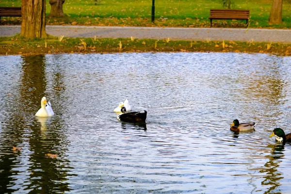 Patos Coloridos Nadando Pequena Lagoa Lago Com Sua Reflexão Sobre — Fotografia de Stock