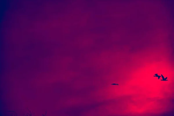 Groups Birds Red Sky Black Clouds — Stock Photo, Image