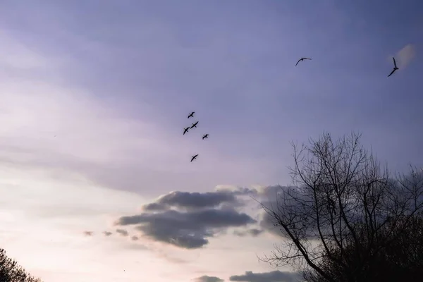 Groepen Vogels Aan Zonsondergang Hemel — Stockfoto