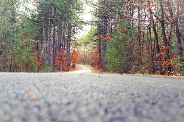 Vista Stradale Angolo Basso Con Colori Autunnali Foglie Secche Alberi — Foto Stock