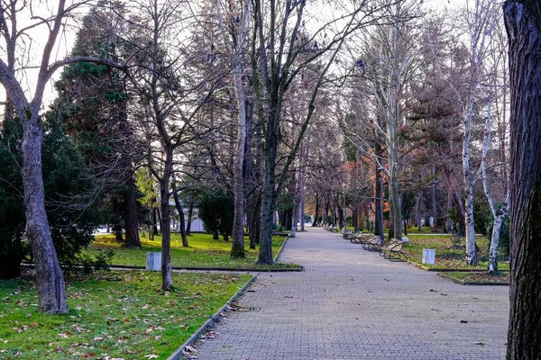 City Park Bulgaria Kardzali Dried Trees Yellow Leaves Bottom Green — 图库照片