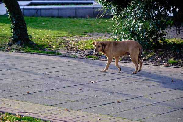City Park Bulgaria Kardzali Brown Male Dog Living Early Morning — Foto de Stock