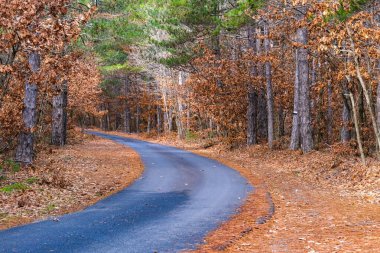 Sonbahar renkleriyle birlikte asfalt yol manzarası. Kurumuş yapraklar, ağaçlar ve sessizlik doğa. 