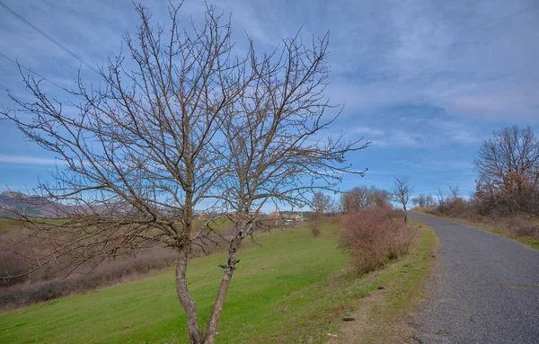 Strada Sterrata Sentiero Con Erba Verde Cielo Blu Foglie Alberi — Foto Stock