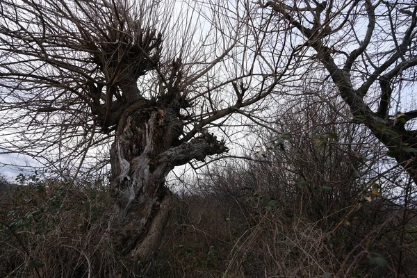 Старый Огромный Высушенный Силуэт Дерева Пасмурным Небом Дерево Любит Ужастики — стоковое фото
