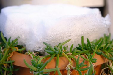 Kahverengi saksıda kar birikiyor ve kardan gelen yeşil kış çiçekleri.. 