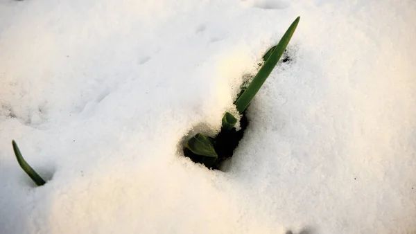 在寒冷的冬日里 绿色的植物 在雪下的莴苣叶 以及在雪上的阳光反射 — 图库照片