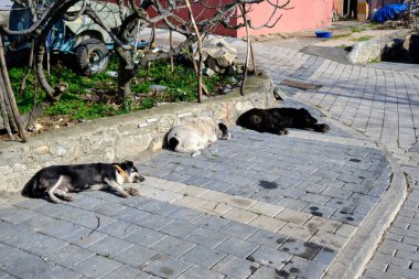 Golyazi 'deki kaldırım taşlarından yapılmış köpek grupları sokakta uyuyor ve yatıyor. Bursa, Türkiye. 