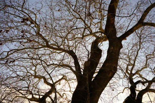 Enorma Och Mycket Gamla Plana Träd Planatus Orientalis Åldrar 747 — Stockfoto