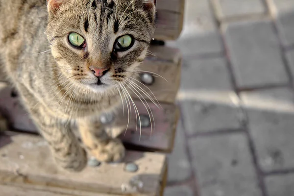 Närbild Foto Underbar Grön Ögon Katt Gatorna Med Kullersten Bakgrund — Stockfoto