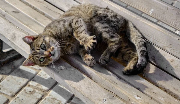 石畳の背景と太陽の光が顔に映える通りの素敵な緑の猫のクローズアップ写真 — ストック写真